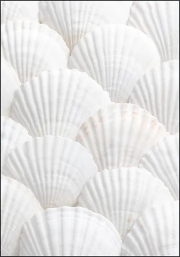 Seashell Symphony