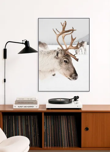 Reindeer in Norway