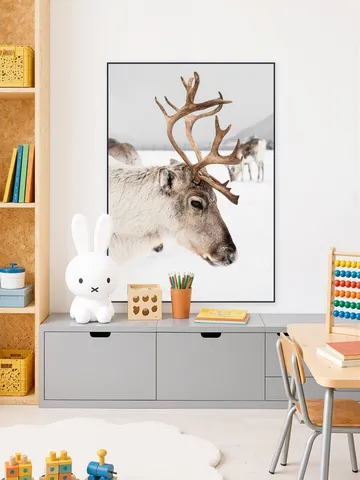 Reindeer in Norway