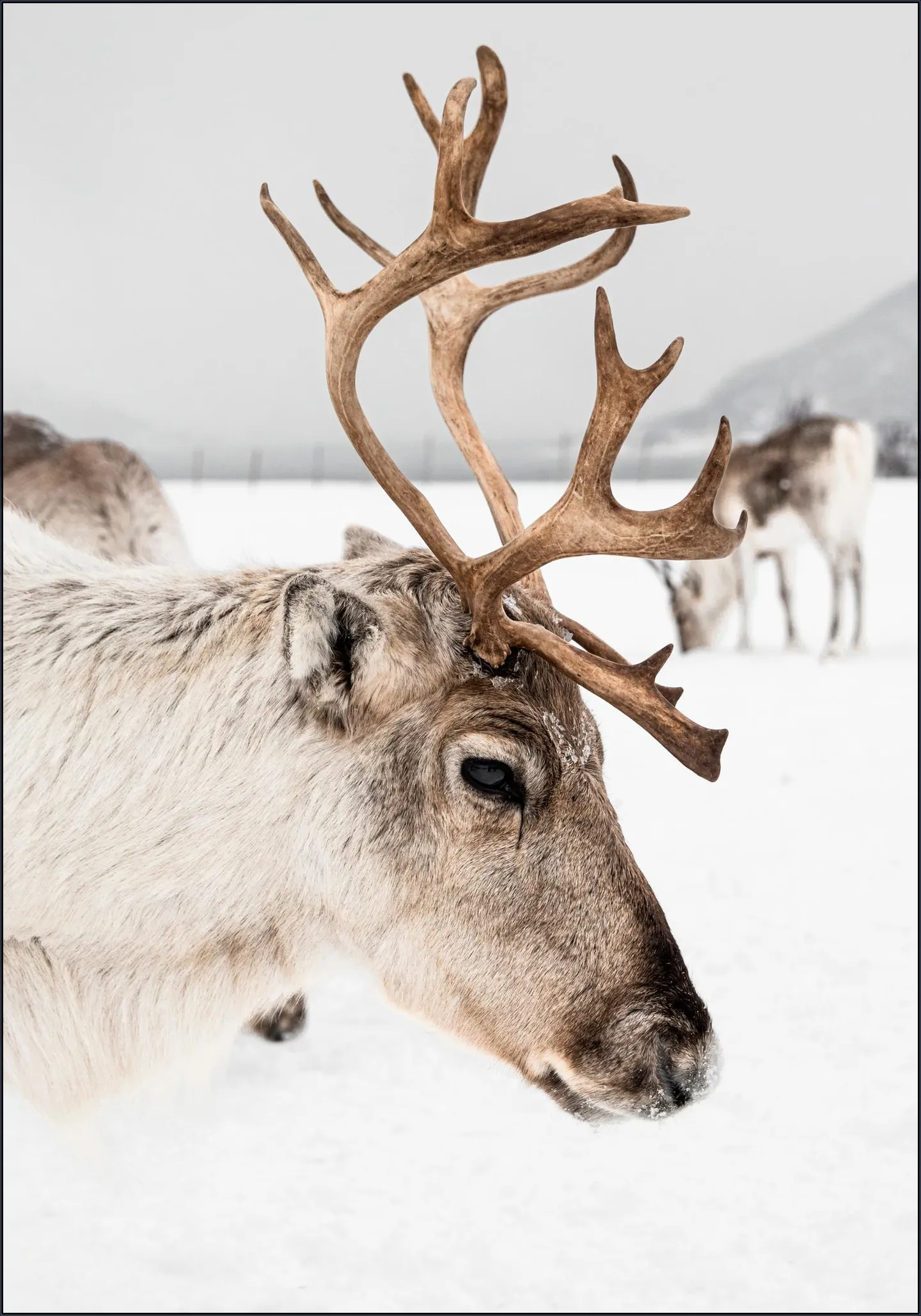 Reindeer in Norway