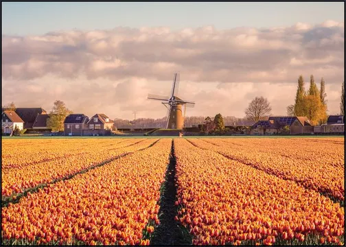 Windmill Zuid-Beijerland