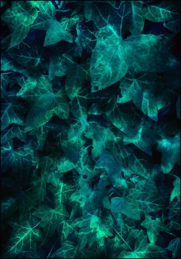 Ivy Teal