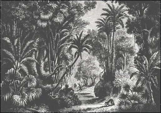 Indian Jungle