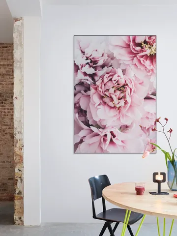 Pink Peonies Flowers