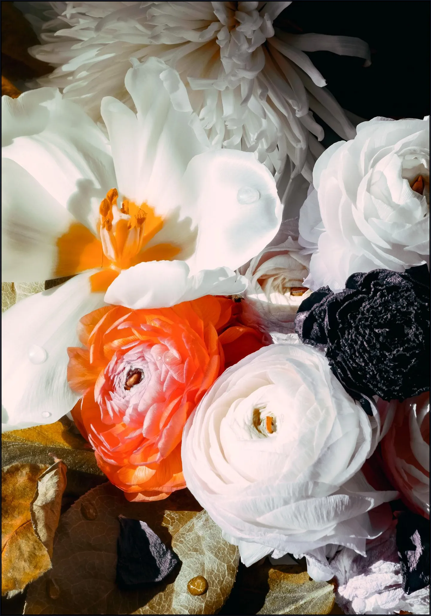 Ranunculus 10