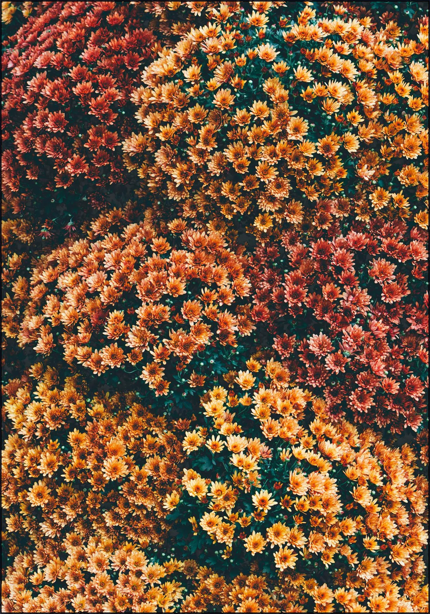 Autumn Flowers