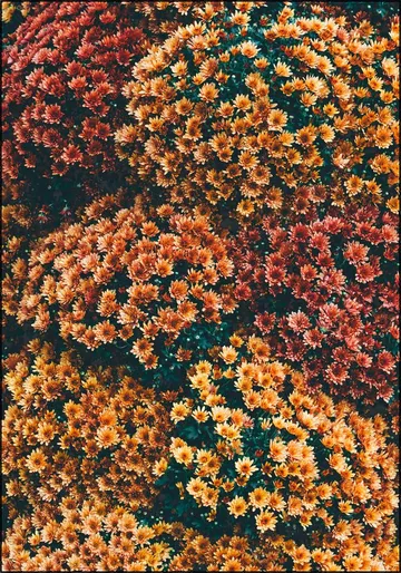 Autumn Flowers