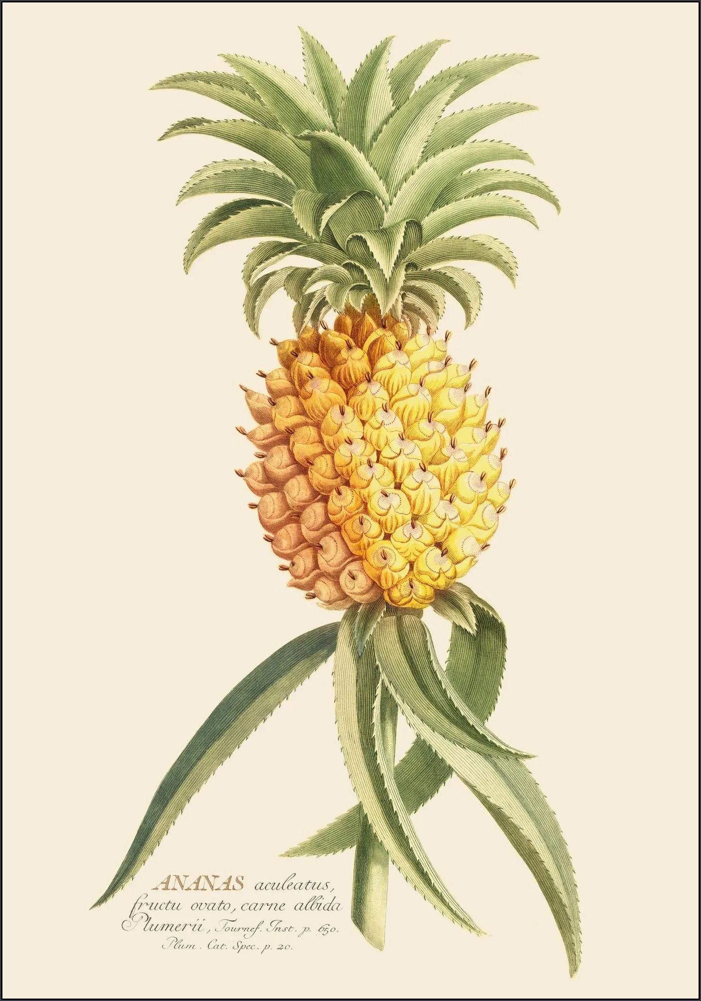 Ananas 2