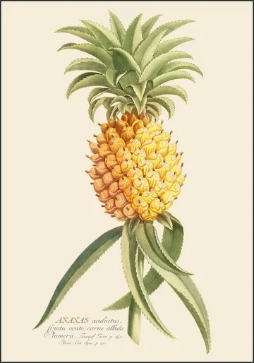 Ananas 2