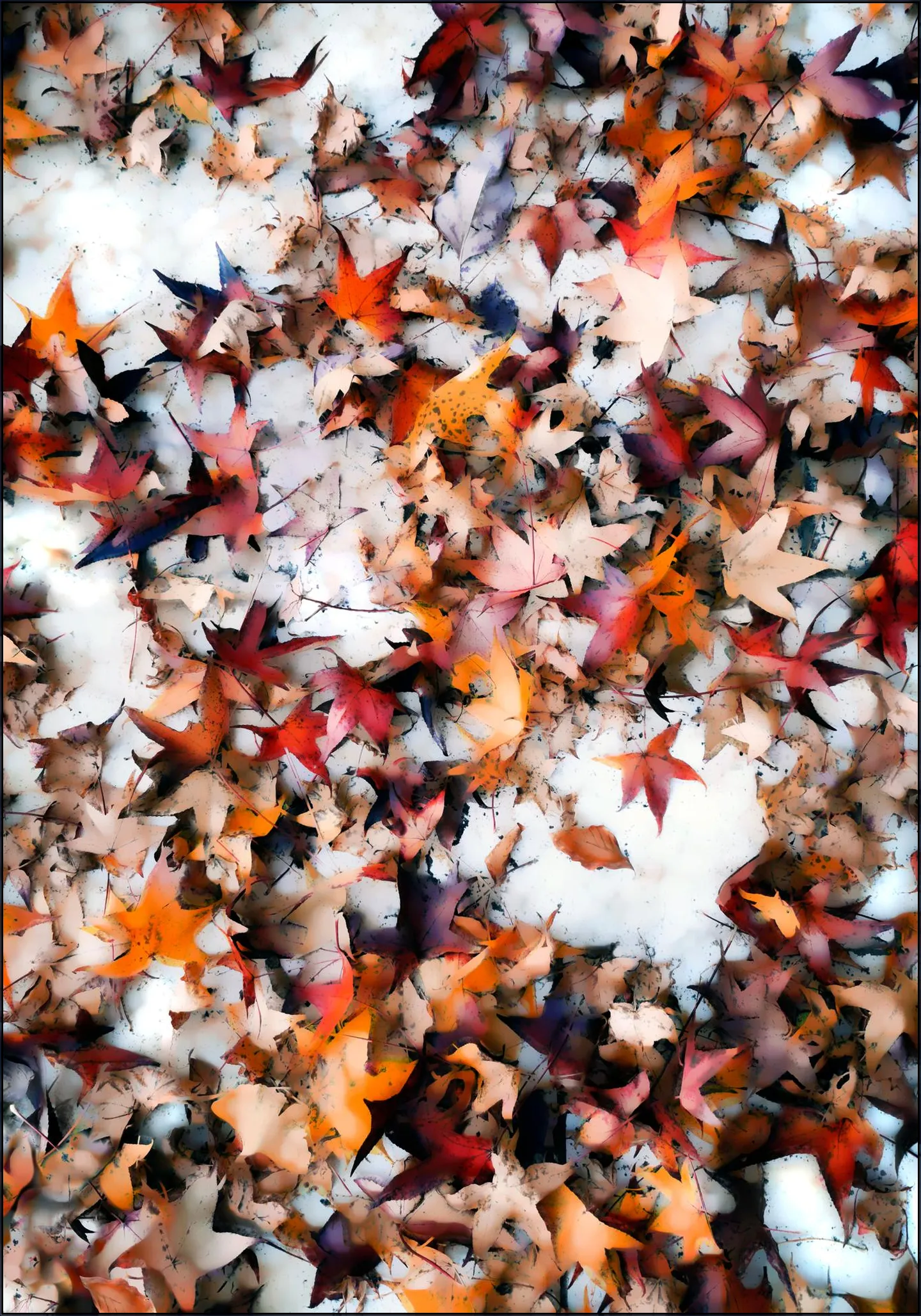 Leaves On Snow