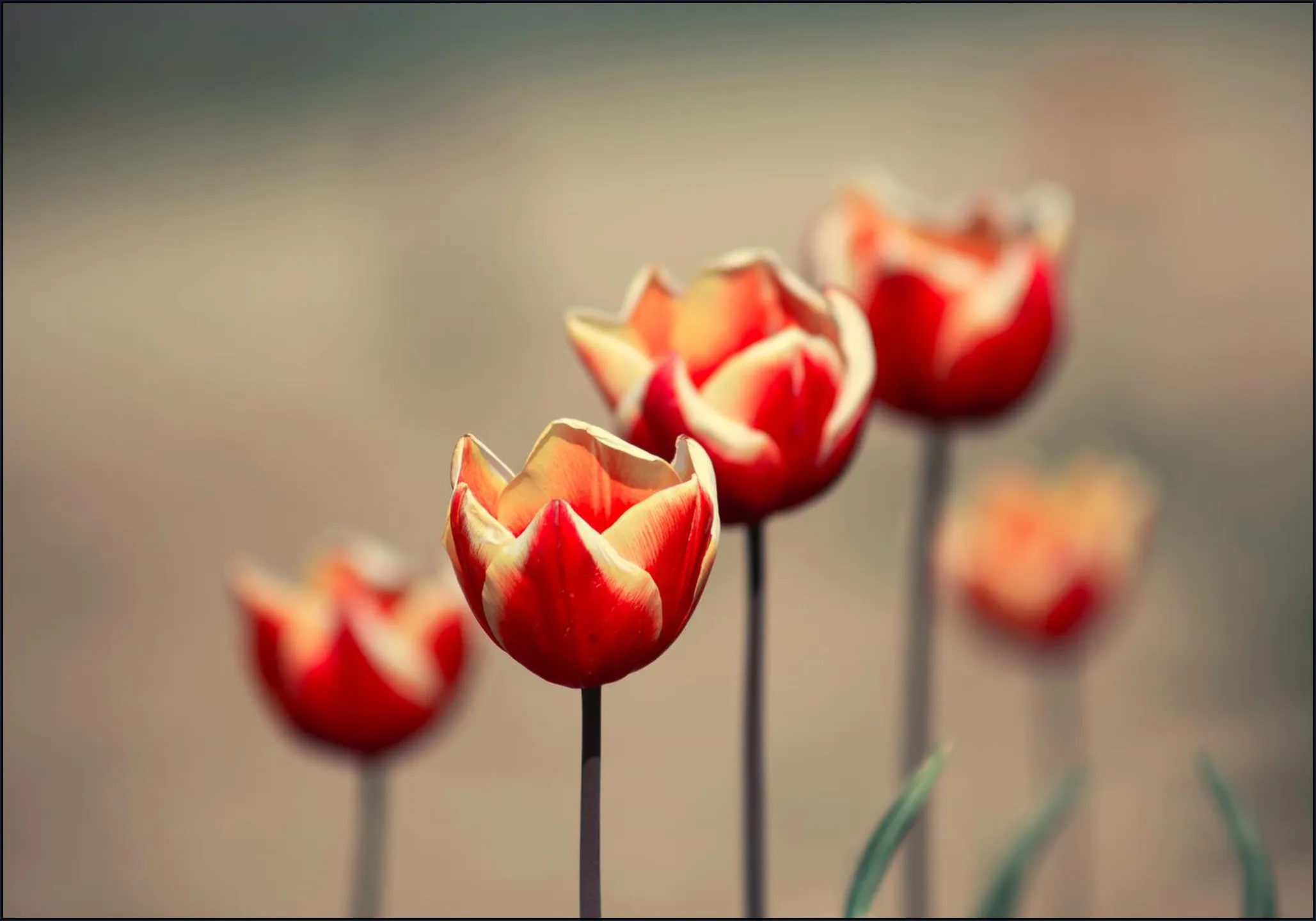 Dancing Tulips
