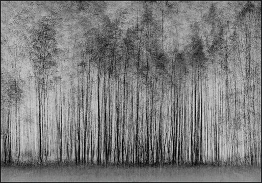 Impenetrable Forest
