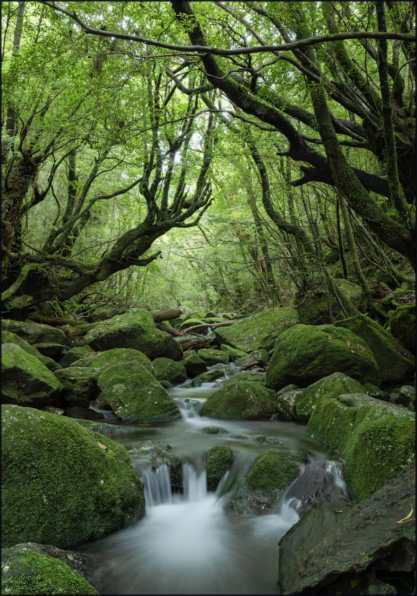 Mystical moss forest
