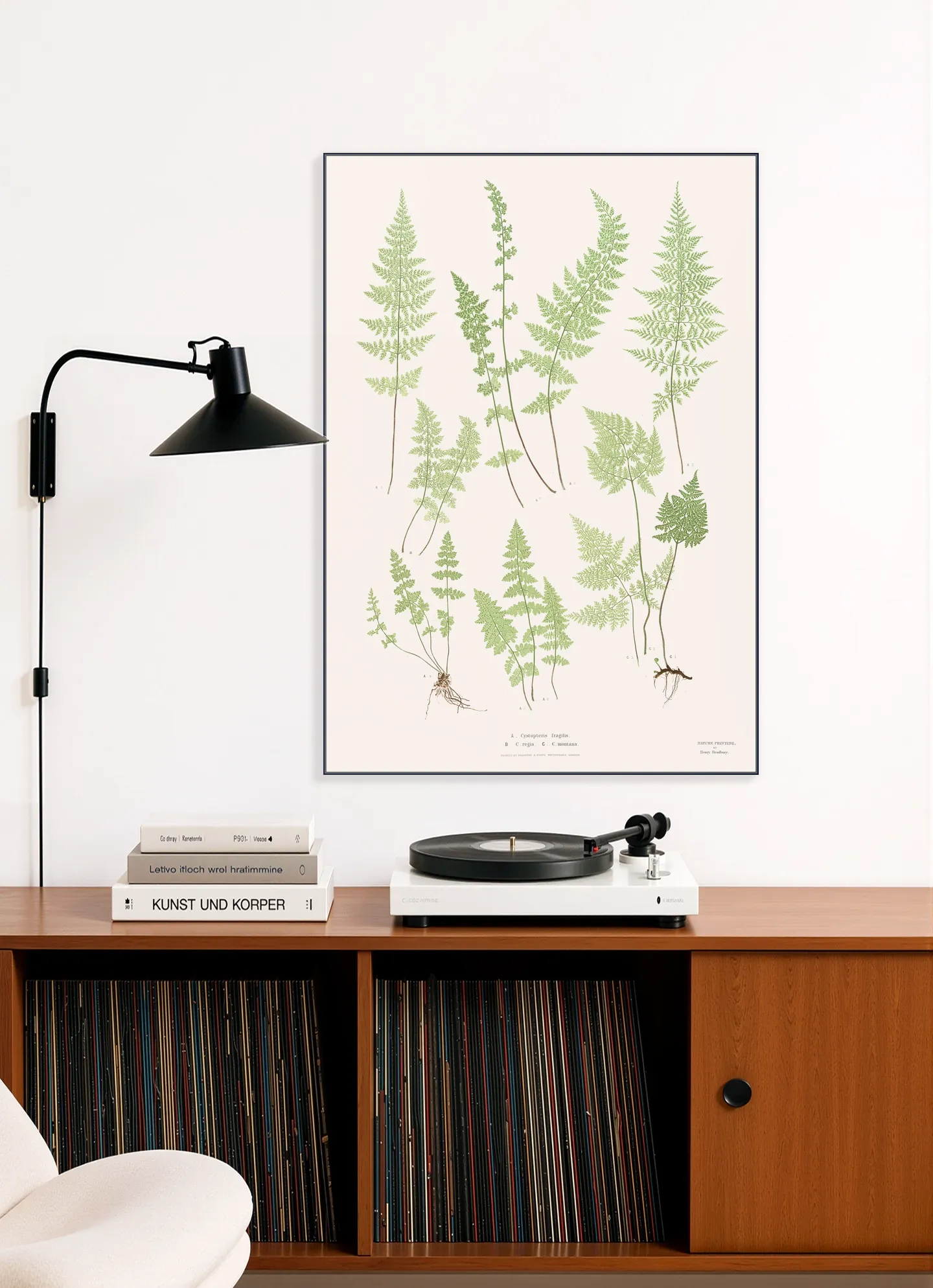 Ferns