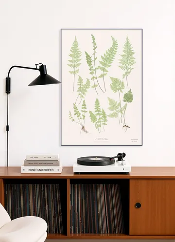 Ferns