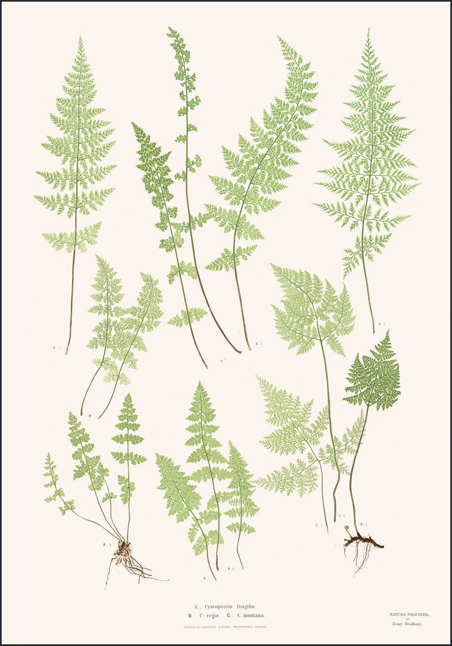 Ferns