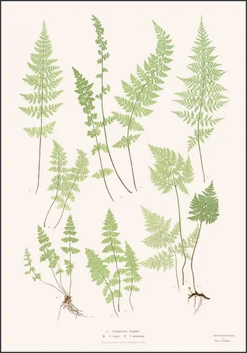 Ferns