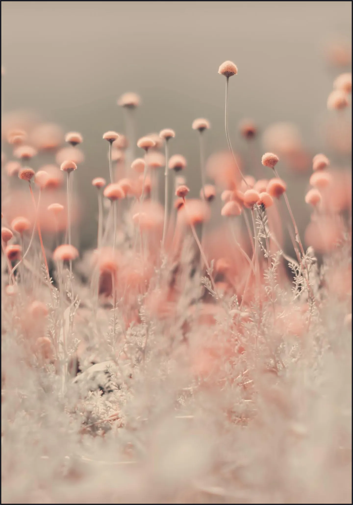 Pink Wild Flowers