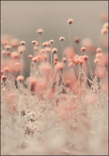 Pink Wild Flowers