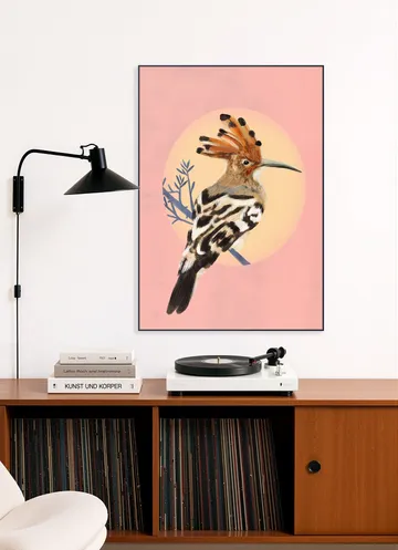 Hoopoe