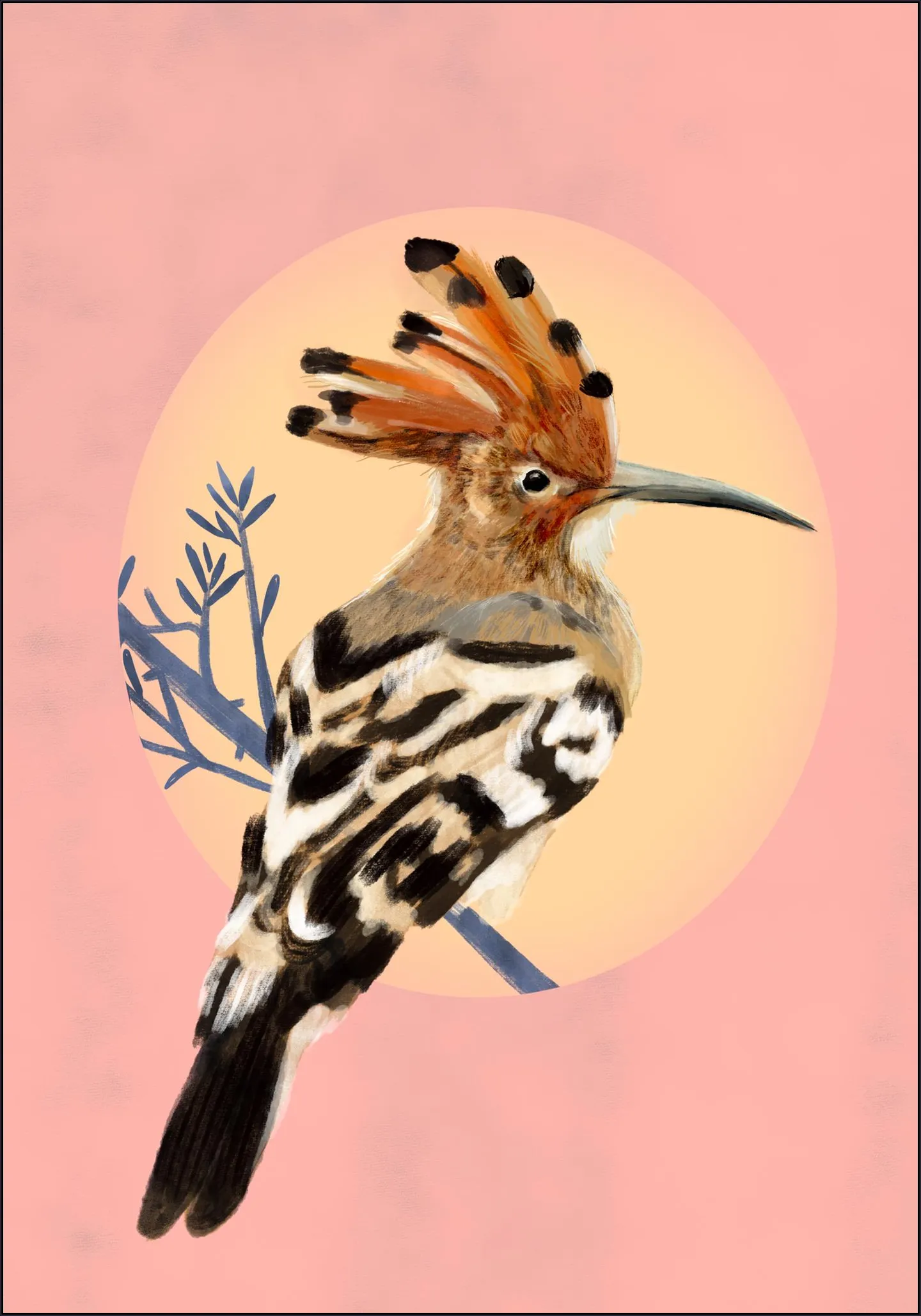 Hoopoe