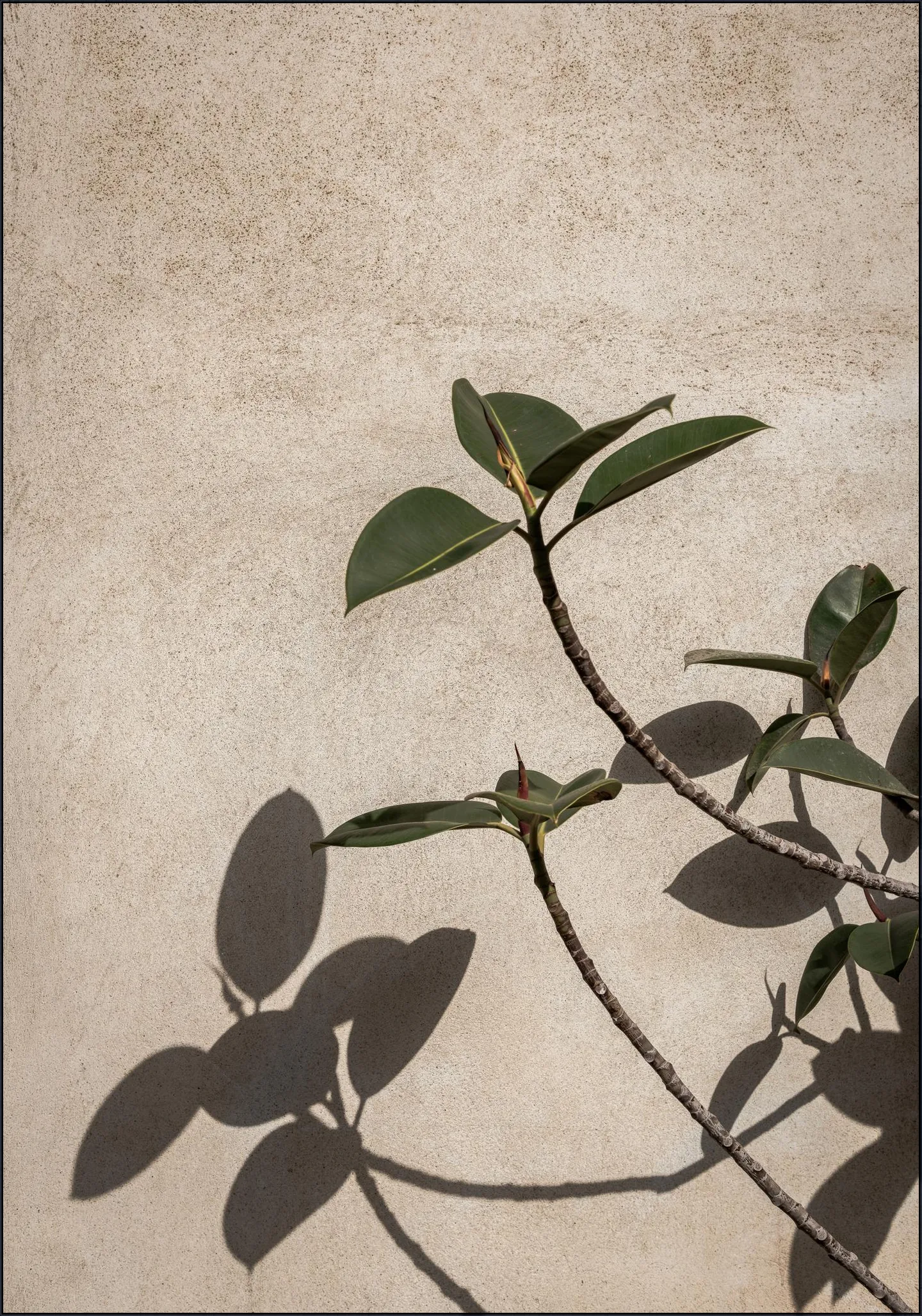 Shadow of Plant