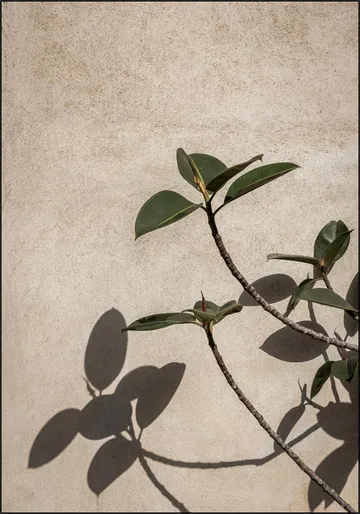 Shadow of Plant