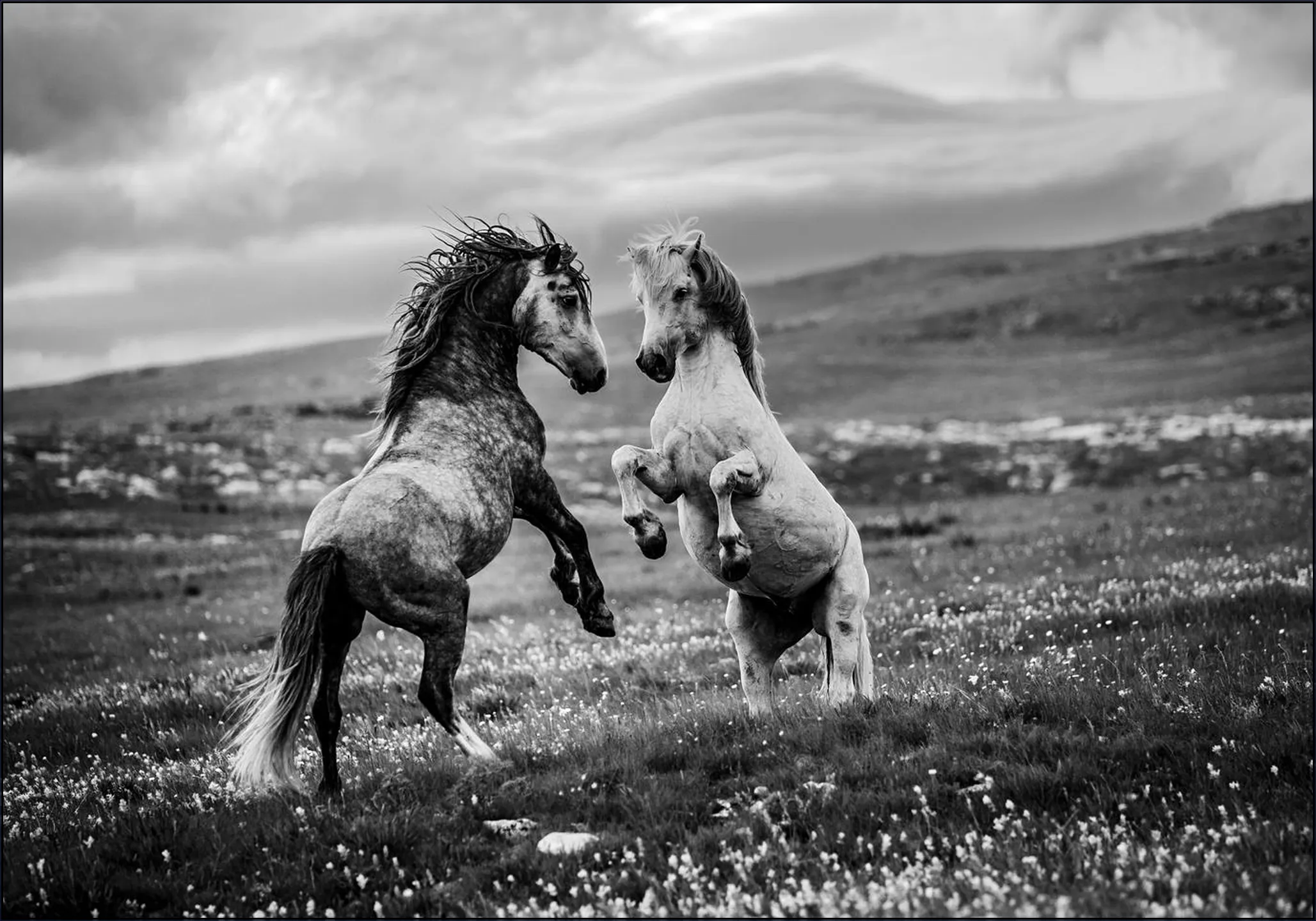Wild and Free