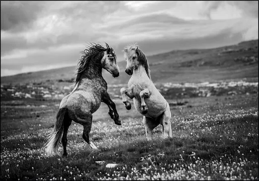 Wild and Free