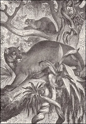 Puma and baby puma