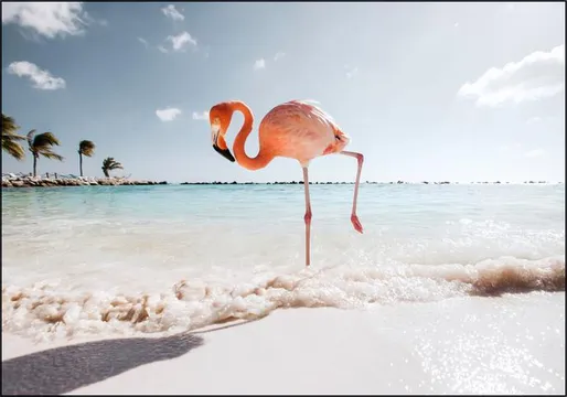Flamingo - Strike a Pose