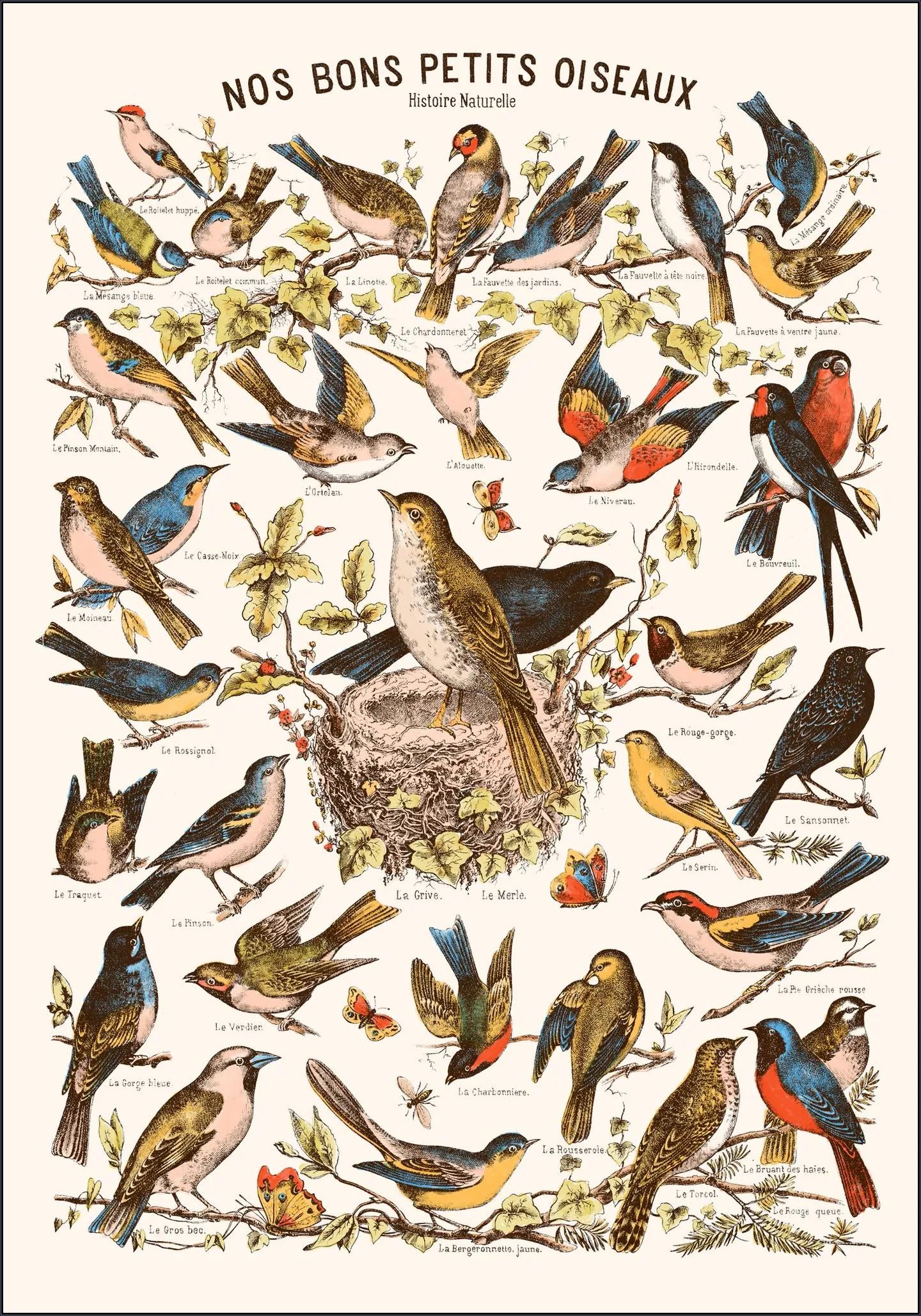 Nos bons Petits Oiseaux