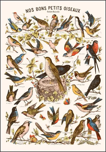 Nos bons Petits Oiseaux