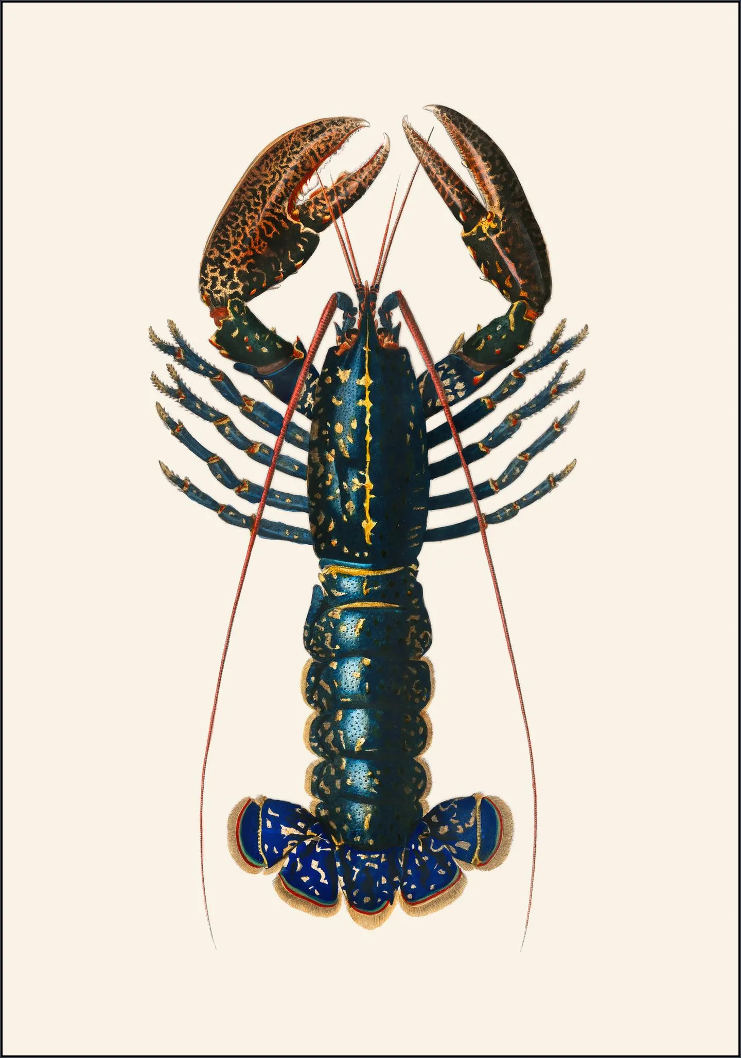 Homard
