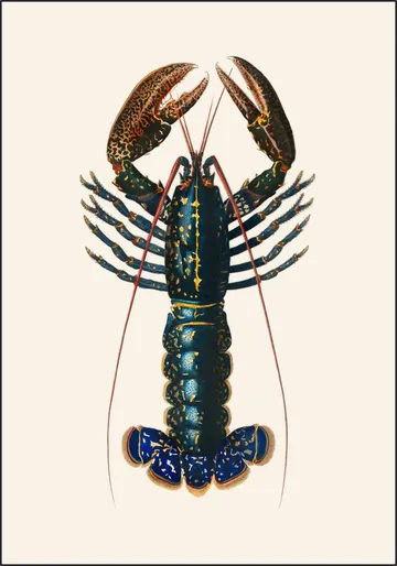 Homard