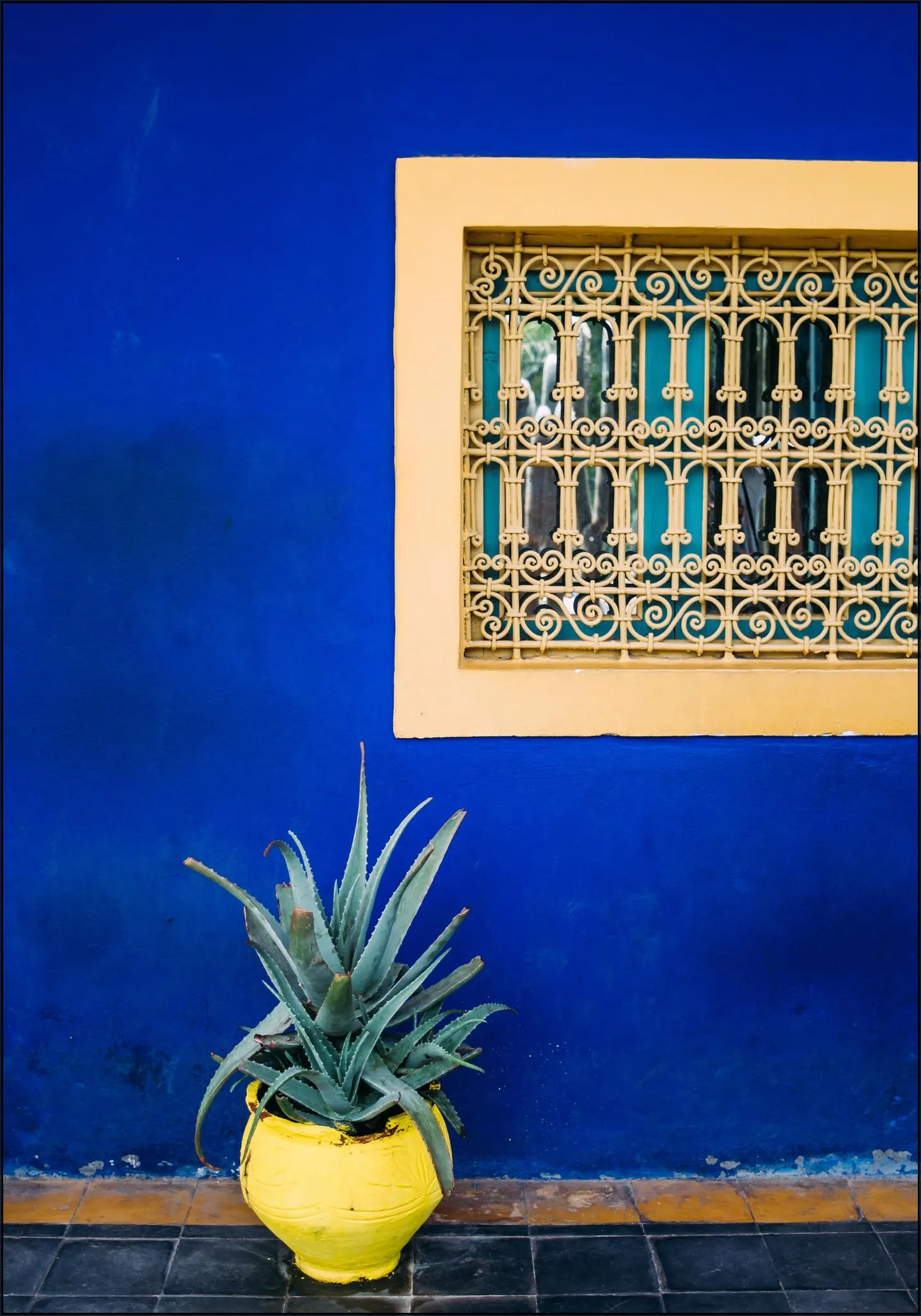 Yellow and Blue Agave