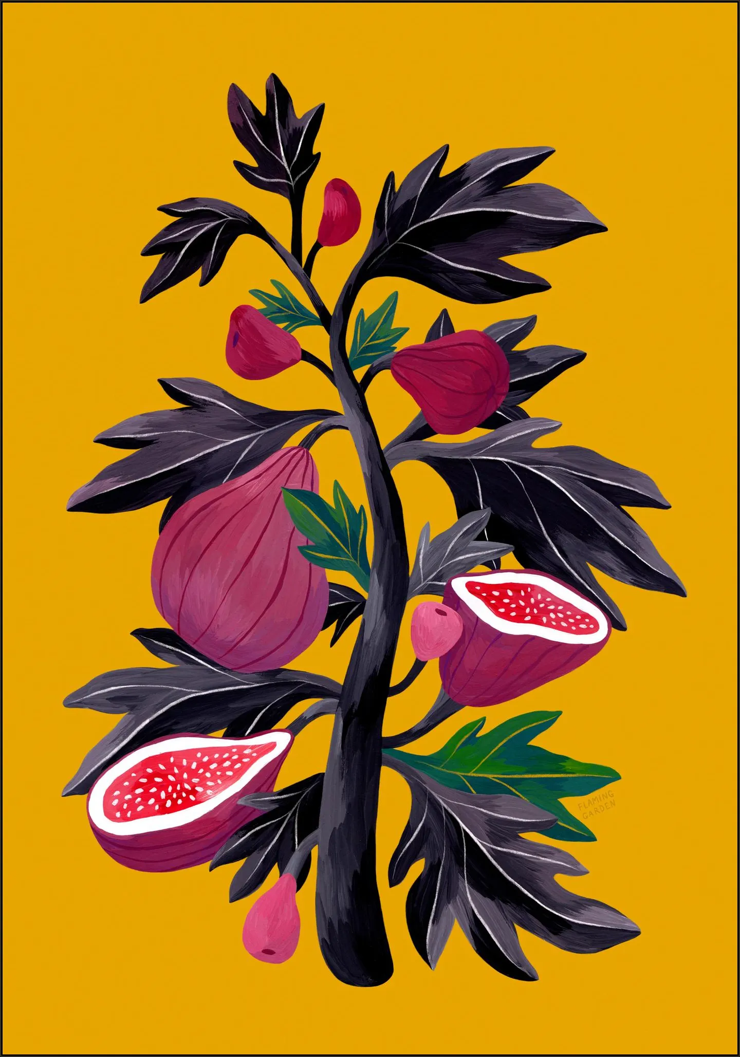Fig Tree