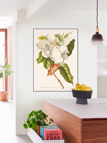 Magnolia