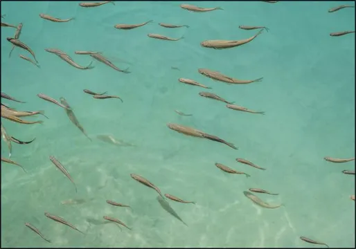 Fishing In China