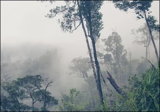 Trees in the Fog