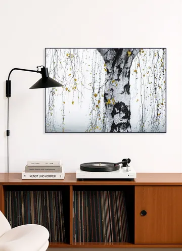 Birch Tree