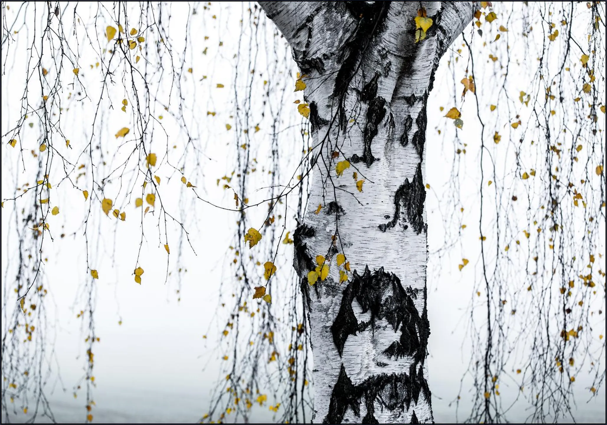 Birch Tree