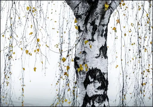 Birch Tree