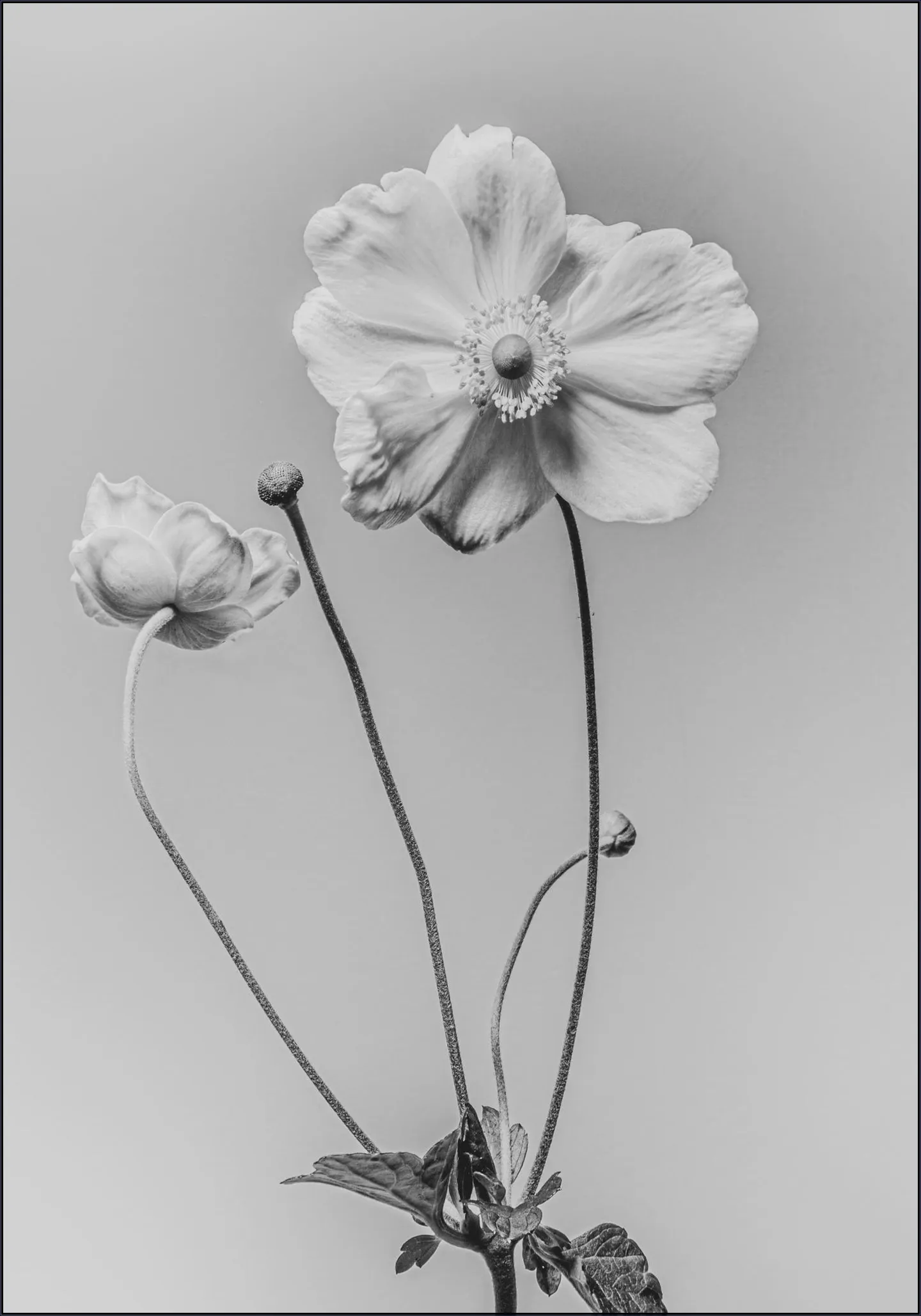 White Anamoon