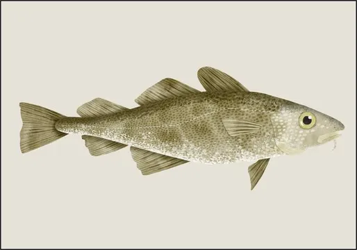 Codfish