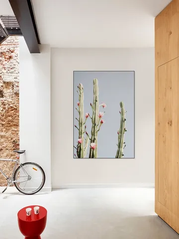 Cerus Cactus Flowers
