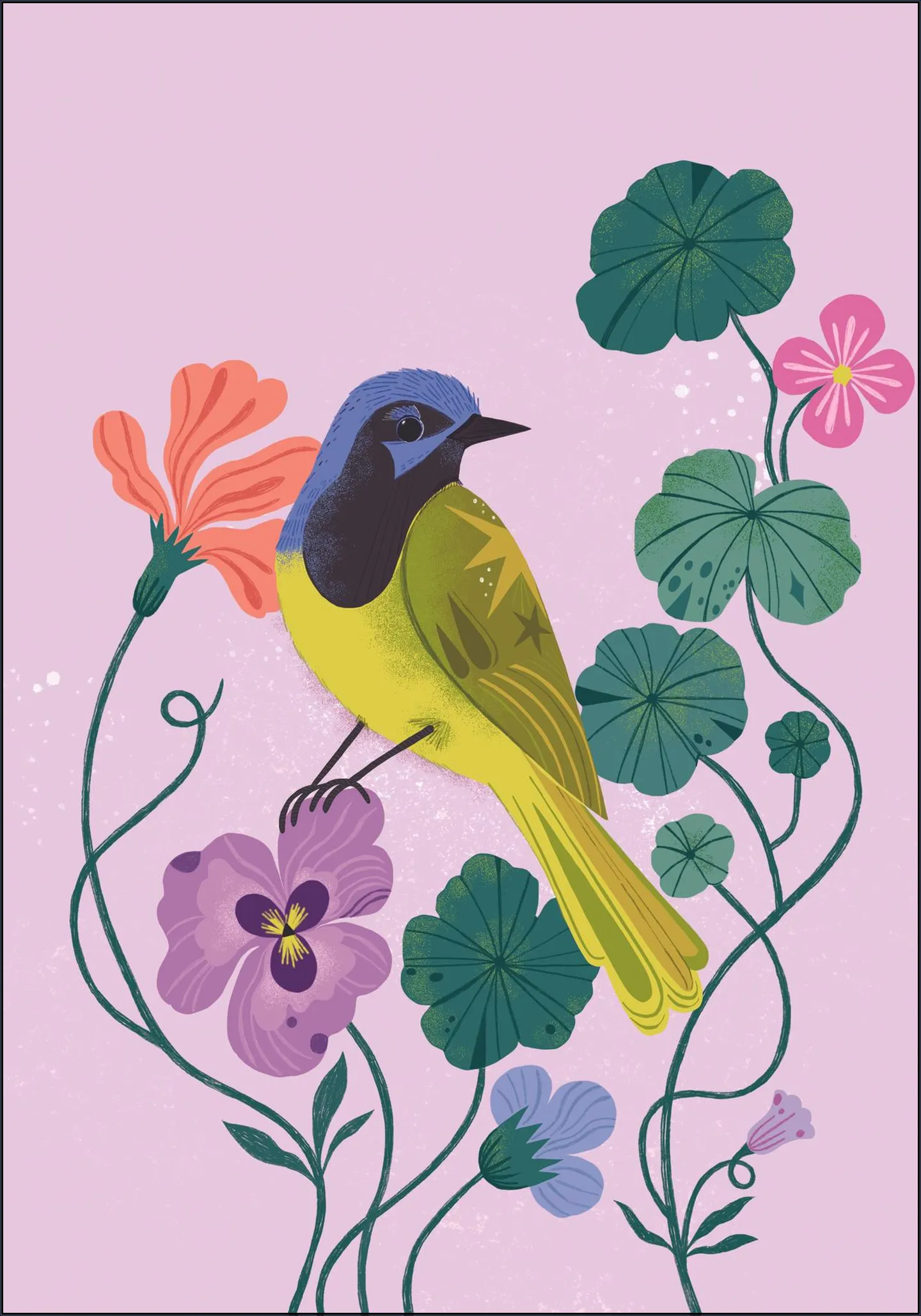 Green Jay