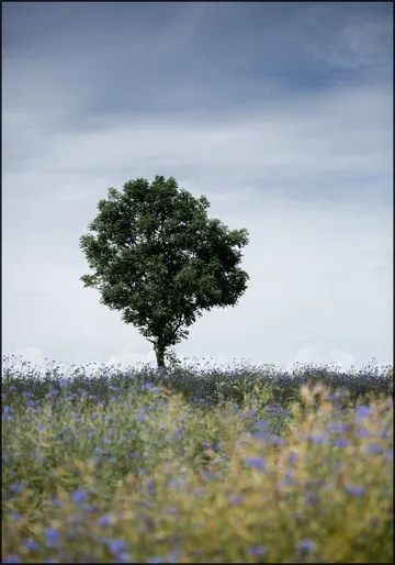 Summer Meadow