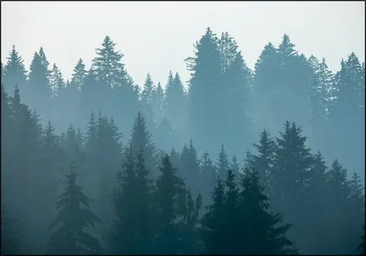 Mystical Forest