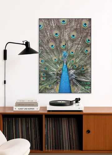 Peacock in India